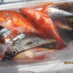 アジ、黒ムツ、赤イサギ、目鯛釣れました